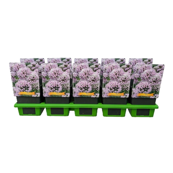 <h4>Allium senescens</h4>