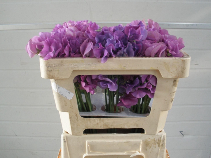 <h4>LATHYRUS WI SU MAUVE</h4>