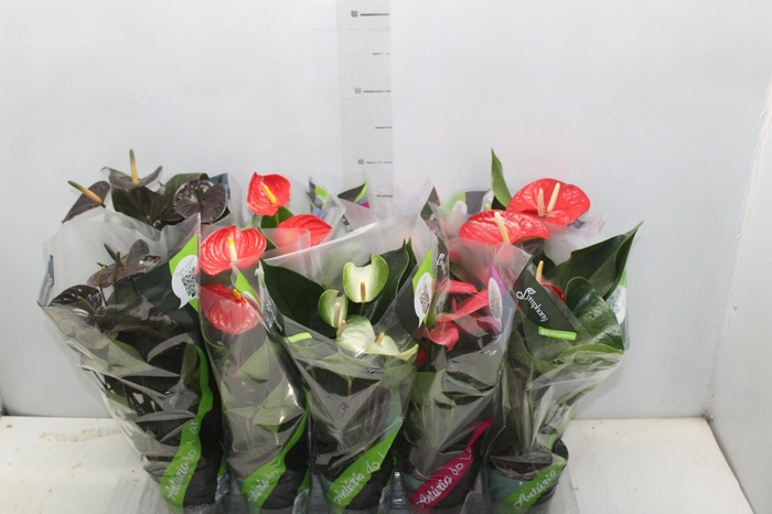 <h4>ANTHURIUM VARIADO P12</h4>