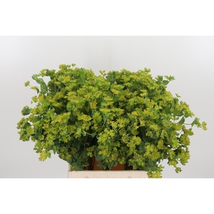 Bupleurum Griffithii
