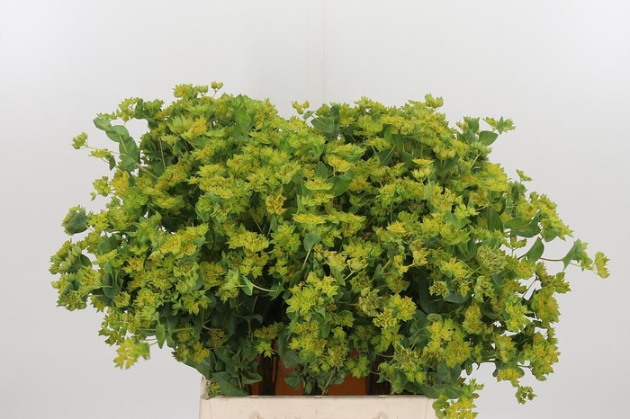 <h4>Bupleurum Griffithii</h4>