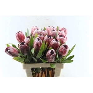 Protea Pink Ice
