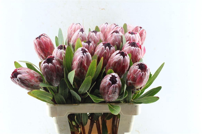 <h4>Protea Pink Ice</h4>