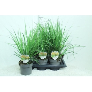 Calamagrostis acu. 'Karl Foerster'