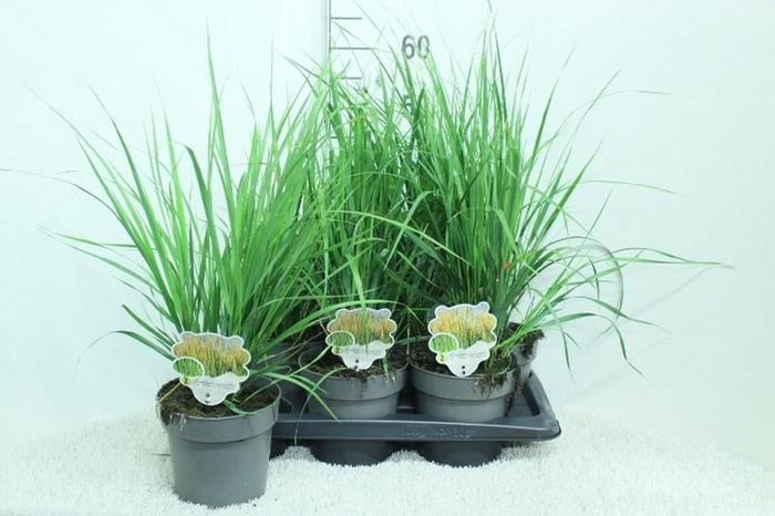 <h4>Calamagrostis acu. 'Karl Foerster'</h4>