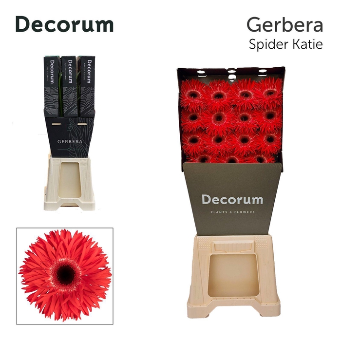 <h4>Gerbera Spider Katie Diamond</h4>