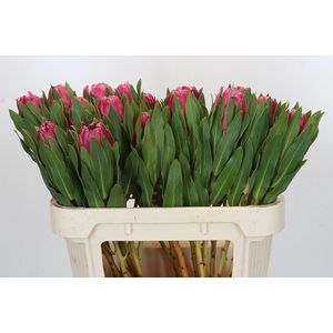 Protea Brenda