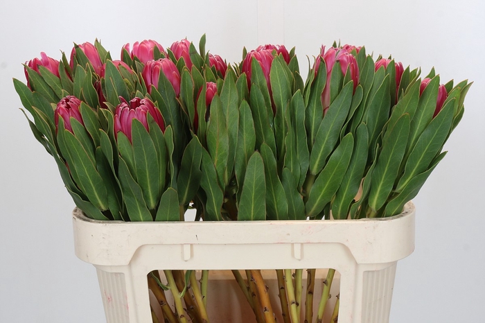 Protea Brenda