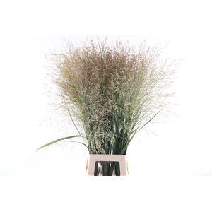 Panicum Thundercloud