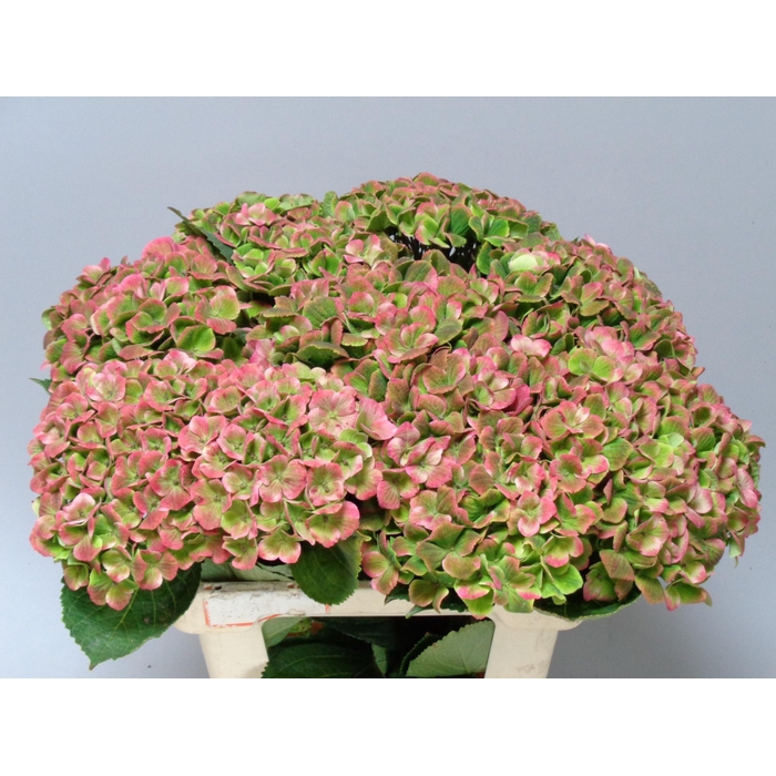 <h4>Hydr M Mag Amethy Cl</h4>