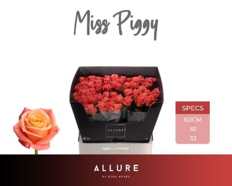 <h4>Rosa GR 'Miss Piggy'</h4>