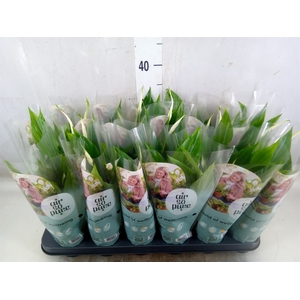 Spathiphyllum  'Pearl Cupido'