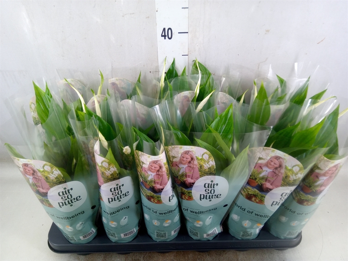 <h4>Spathiphyllum  'Pearl Cupido'</h4>