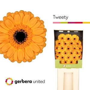 Germini Tweety Diamond