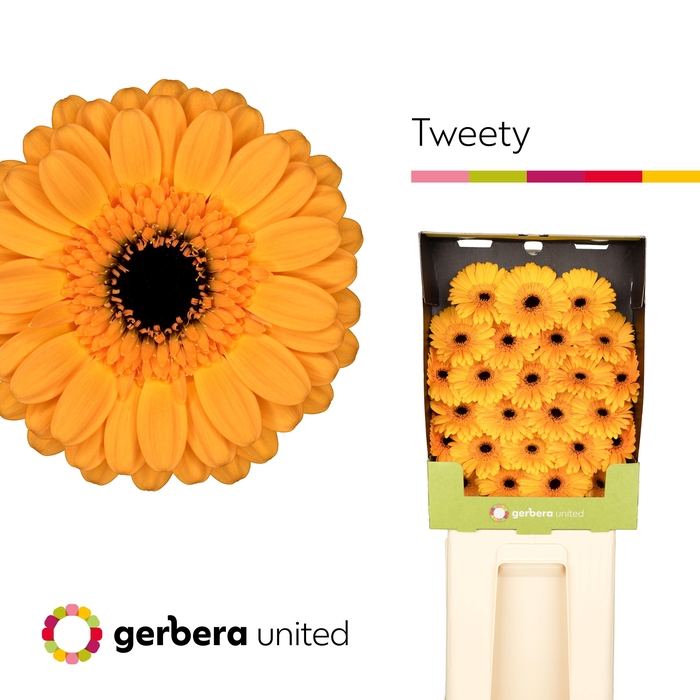 <h4>Germini Tweety Diamond</h4>