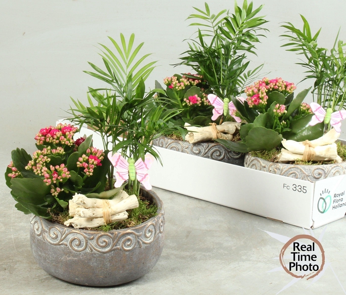 <h4>ARR KAMERPL</h4>