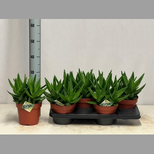 ALOE PERFOLIATA