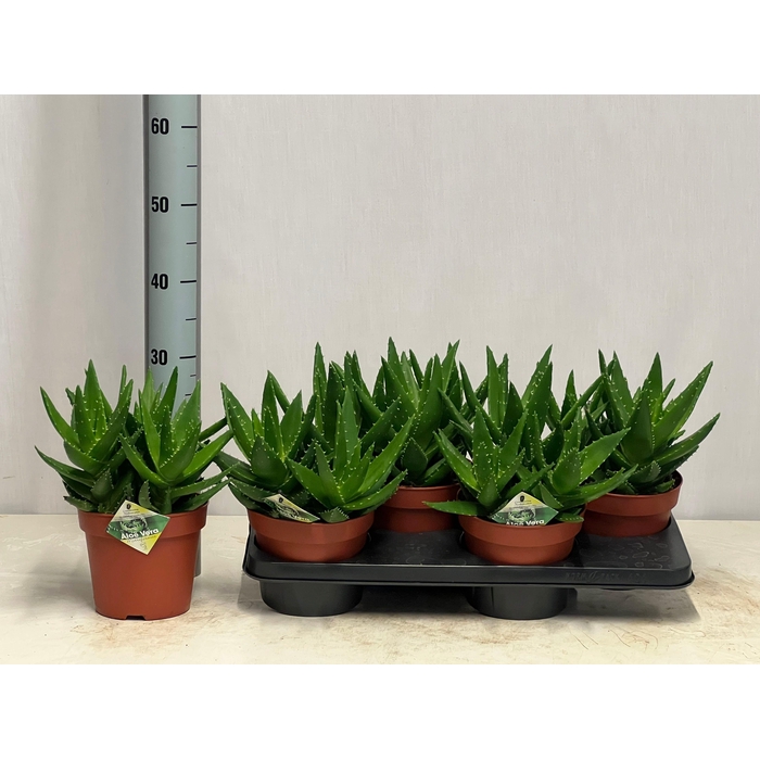 <h4>ALOE PERFOLIATA</h4>