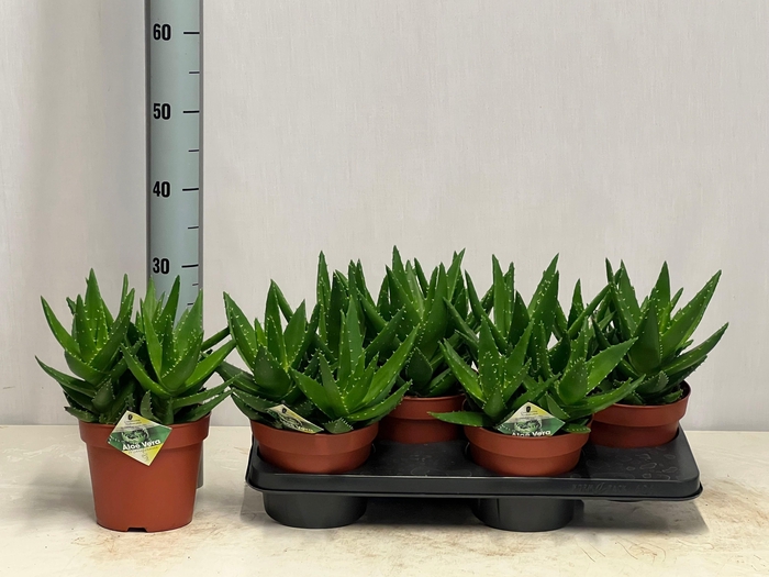 ALOE PERFOLIATA