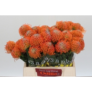 LEUCO AYOBA ORANGE