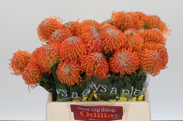 <h4>LEUCO AYOBA ORANGE</h4>