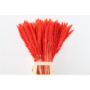 DF Pampas Silvy Bs 10pc Orange