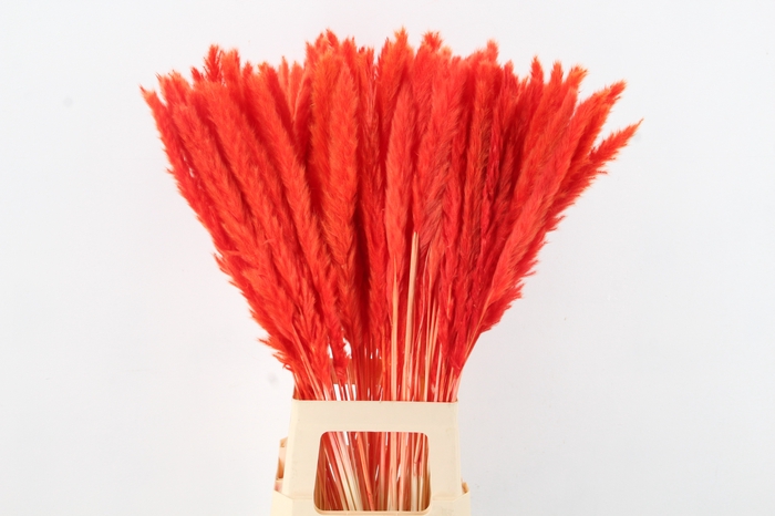 DF Pampas Silvy Bs 10pc Orange