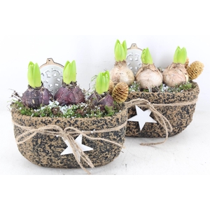 arr4 Hyacint JS - Ker. ovaal robuust ster