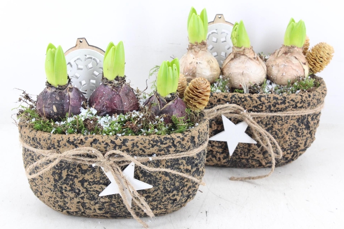 <h4>arr4 Hyacint JS - Ker. ovaal robuust ster</h4>