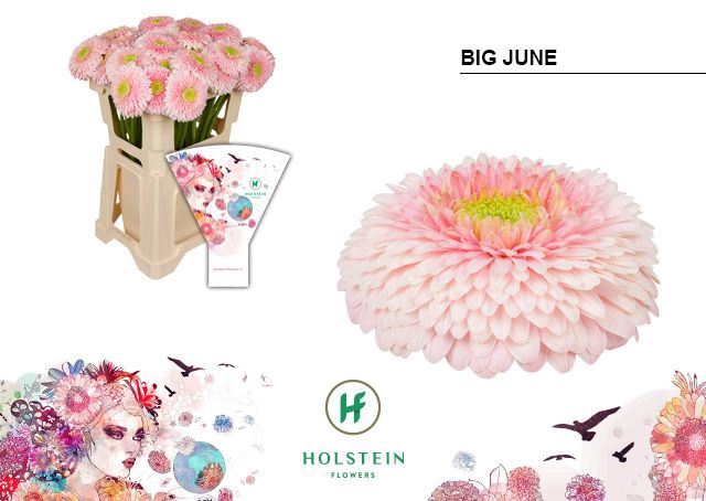 <h4>Gerbera Gerponi Big Ju-Ne</h4>