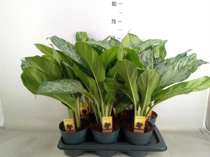 <h4>Aglaonema  'Greenlight'</h4>