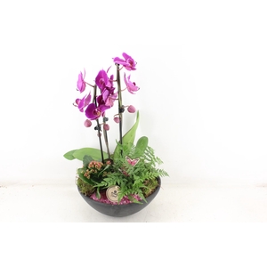 arr2 PL - Ebbischaal phal. lila