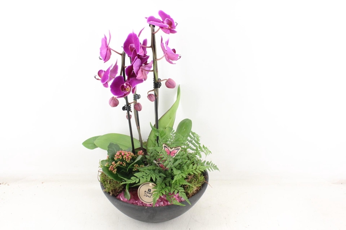 <h4>arr2 PL - Ebbischaal phal. lila</h4>