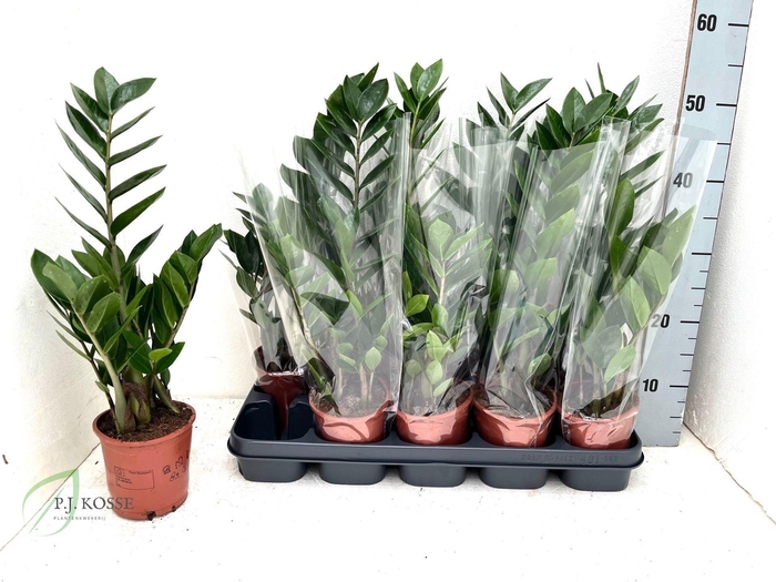 <h4>ZAMIO ZAMIIFOLIA</h4>