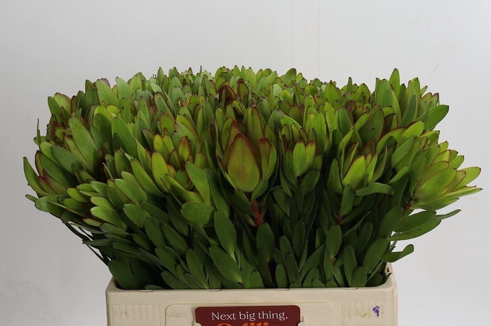 <h4>LEUCAD SAFARI GOLDSTRIKE LEUCADENDR</h4>