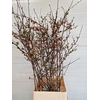 CHAENOMELES JAPONICA RED 100CM