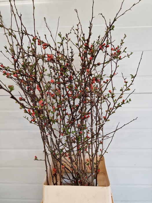 CHAENOMELES JAPONICA RED 100CM