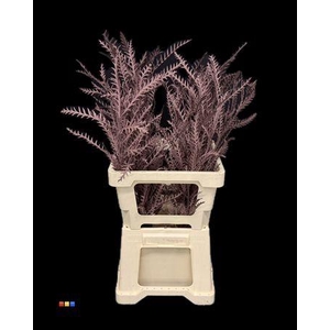 Grevillea Ivanhoe Choco Brown