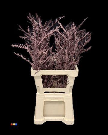 <h4>Grevillea Ivanhoe Choco Brown</h4>