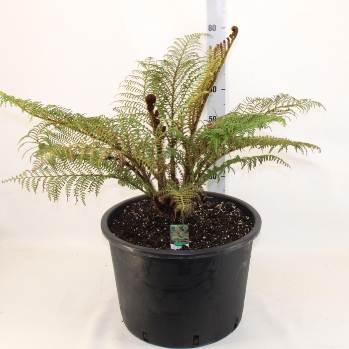 <h4>CYATHEA TOMENTOSISSI</h4>