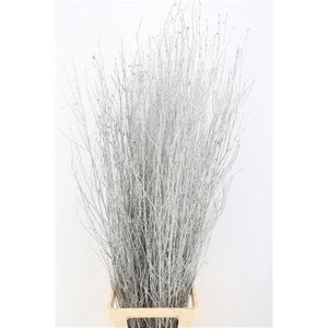 BETULA BS KLB H%