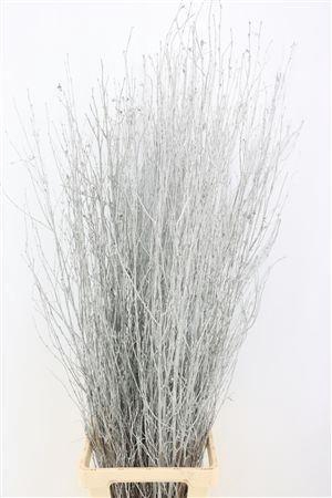 <h4>BETULA BS KLB H%</h4>