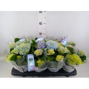 Hydrangea mac. 'Magical Revolution'