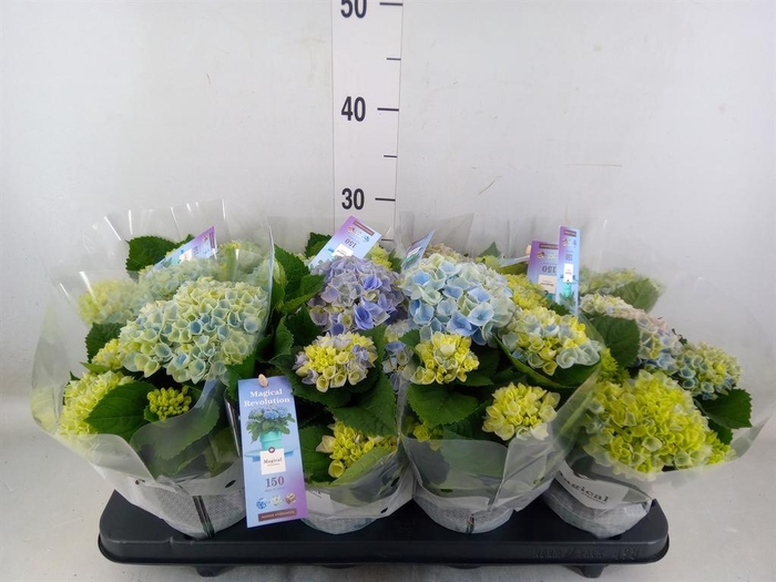 <h4>Hydrangea mac. 'Magical Revolution'</h4>