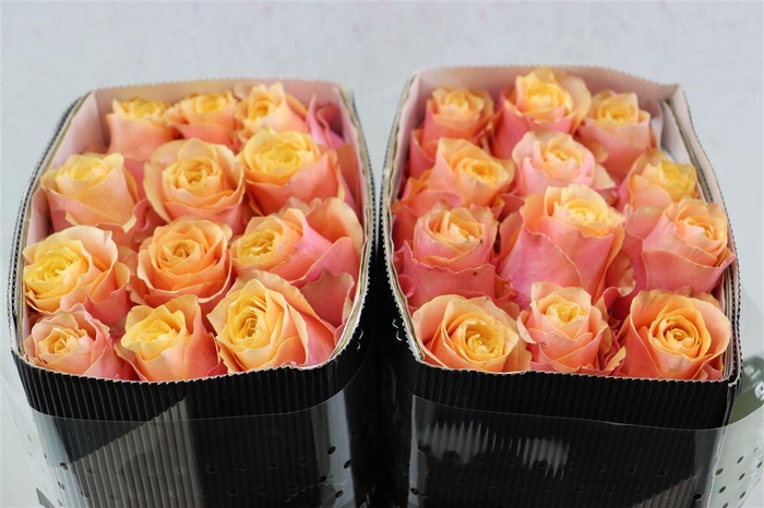 <h4>R Gr Gran Donna</h4>