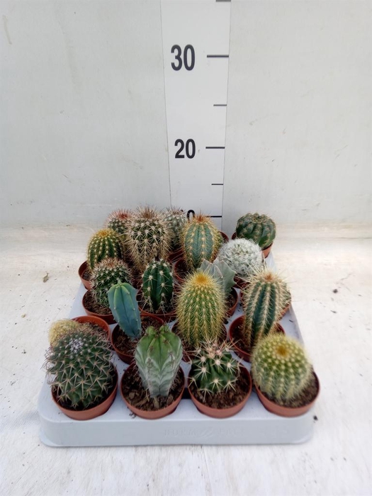 <h4>Cactus   ...mix</h4>
