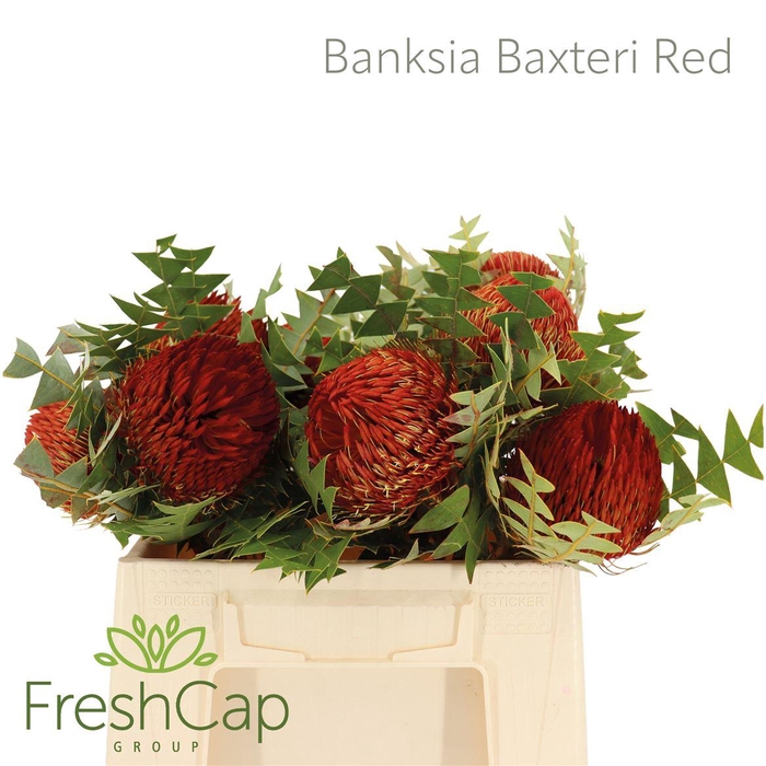 <h4>Banksia Baxteri Red</h4>