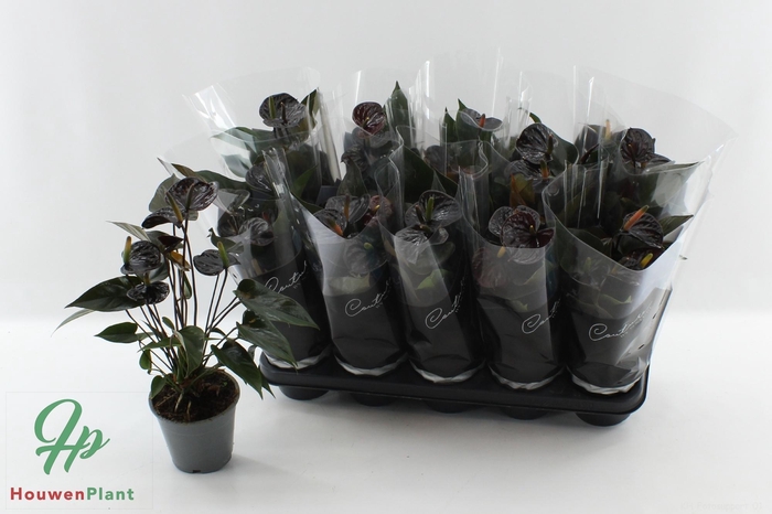 <h4>ANTHU BLACK LOVE</h4>