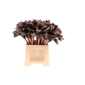 Cordyline Compacta Black/red