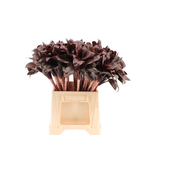 <h4>Drac. Compacta Purple</h4>